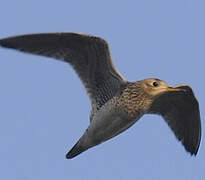 Upland Sandpiper