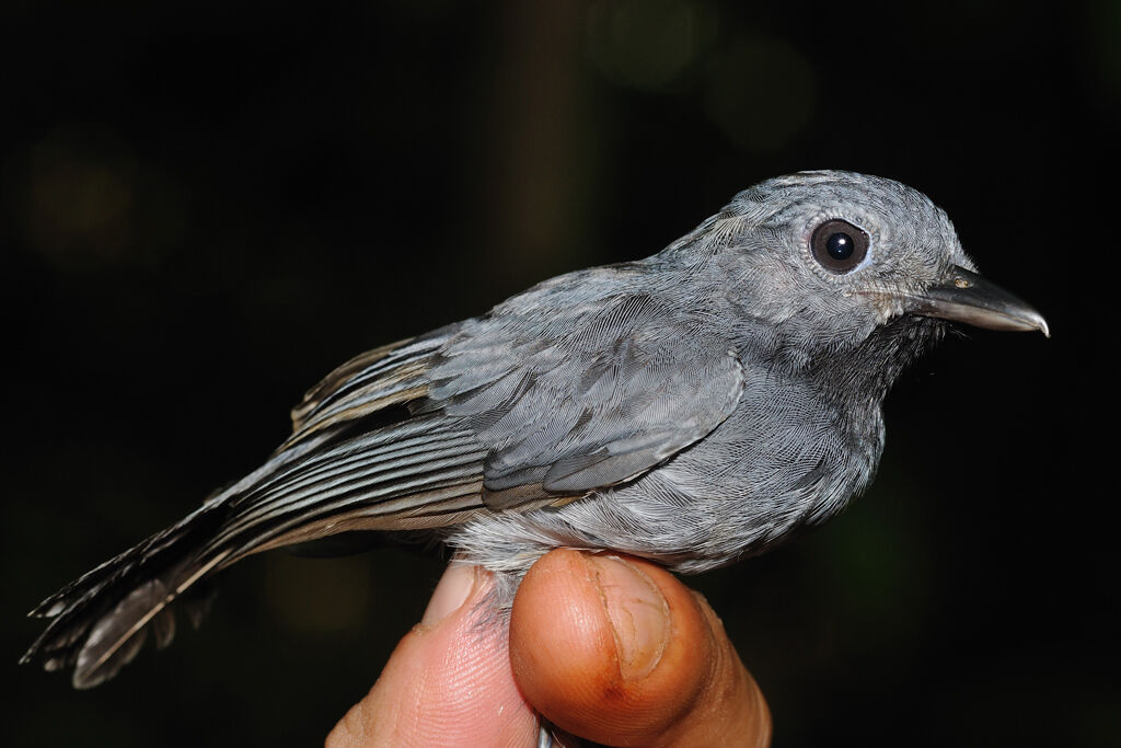 Dusky-throated Antshrike male adult