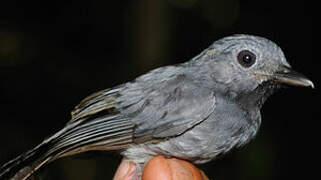 Dusky-throated Antshrike