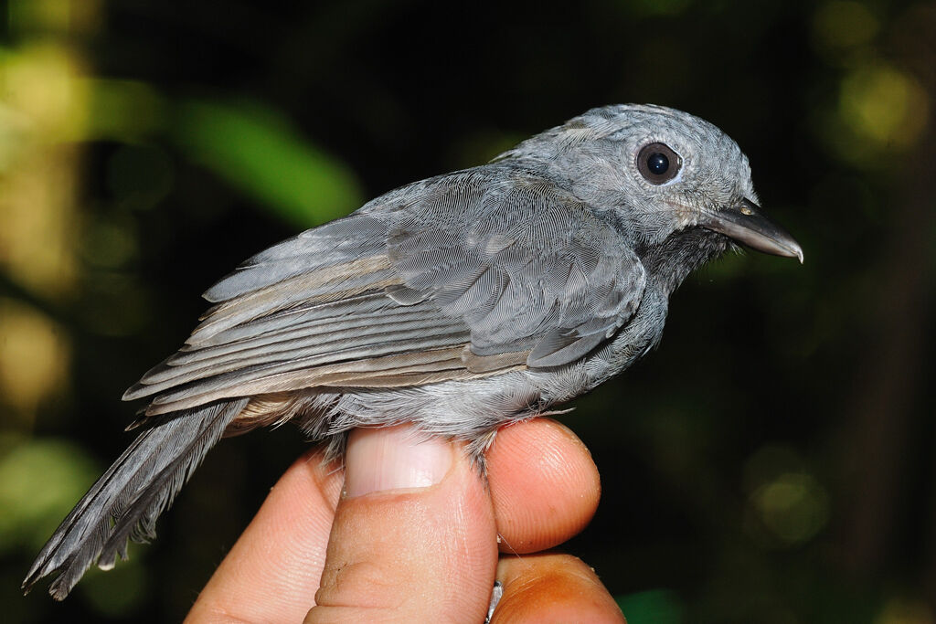 Dusky-throated Antshrike