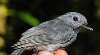 Dusky-throated Antshrike