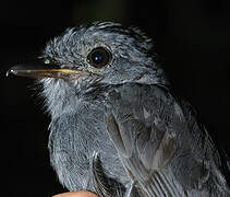 Cinereous Antshrike