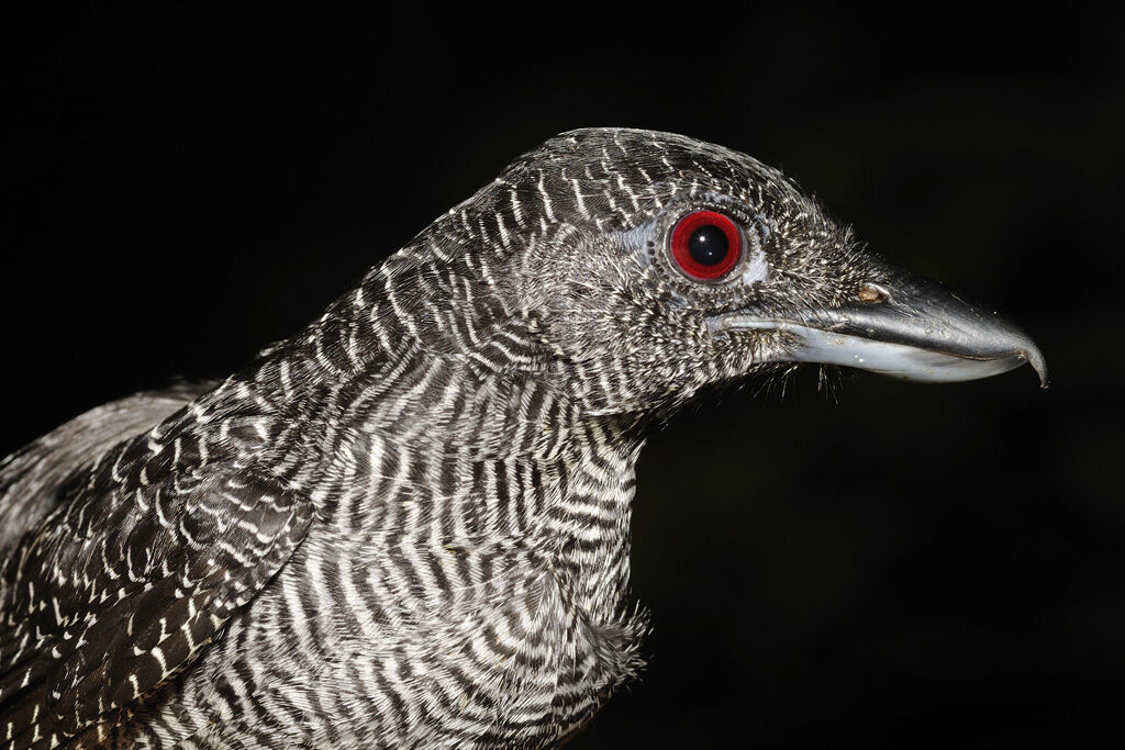 Fasciated Antshrike