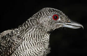 Fasciated Antshrike