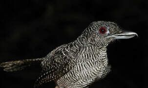 Fasciated Antshrike