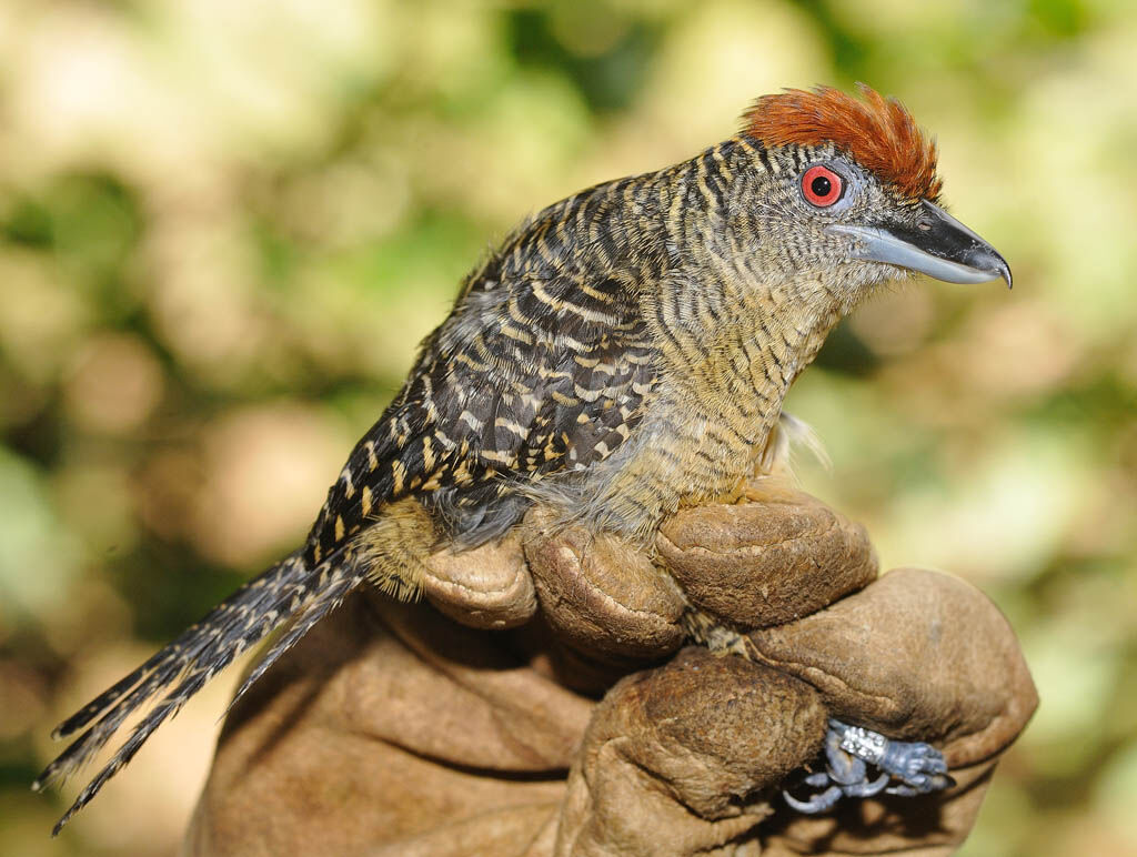 Fasciated Antshrike female adult