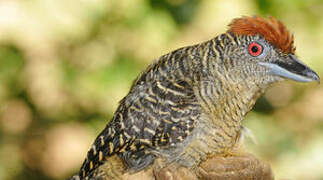 Fasciated Antshrike