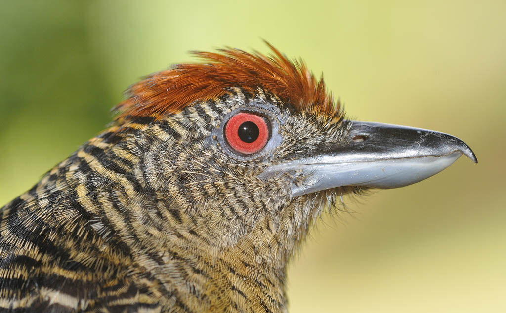 Fasciated Antshrike female adult