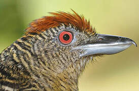 Fasciated Antshrike