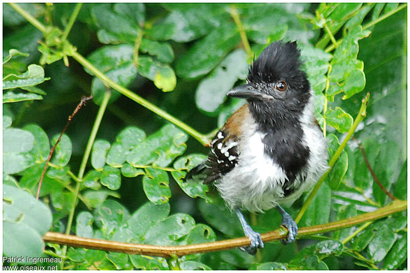 Black-crested Antshrike male adult, close-up portrait