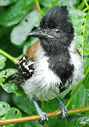 Black-crested Antshrike