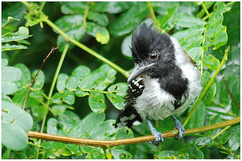 Black-crested Antshrike male adult