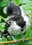 Black-crested Antshrike