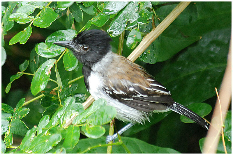 Black-crested Antshrike male adult