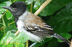 Black-crested Antshrike