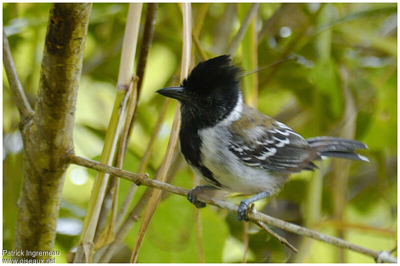 Batara huppé mâle adulte, identification