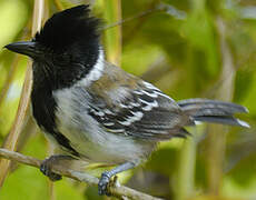 Black-crested Antshrike