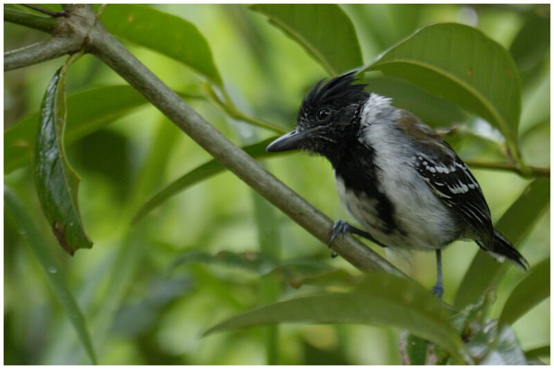 Black-crested Antshrike male adult