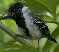 Black-crested Antshrike