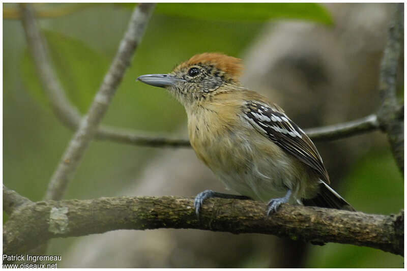 Black-crested Antshrike female adult, identification