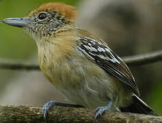 Black-crested Antshrike