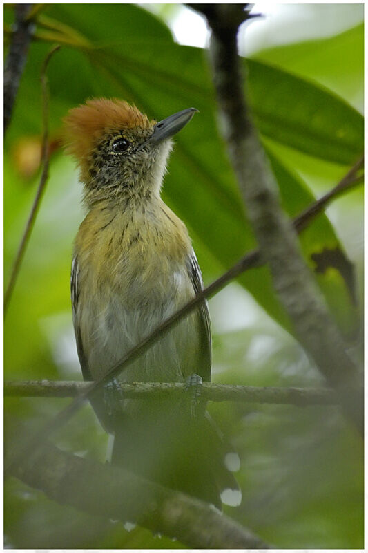 Black-crested Antshrike female adult