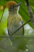 Black-crested Antshrike