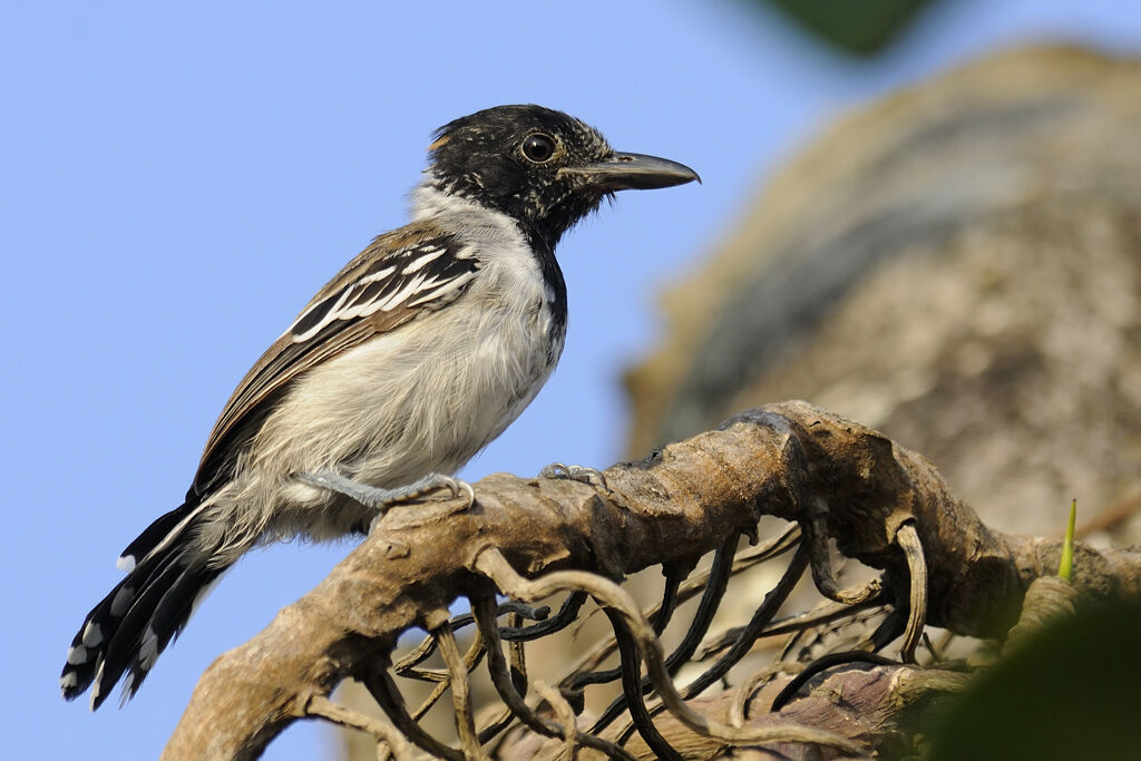 Black-crested Antshrike male adult