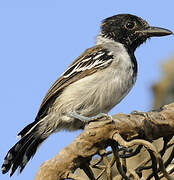 Black-crested Antshrike