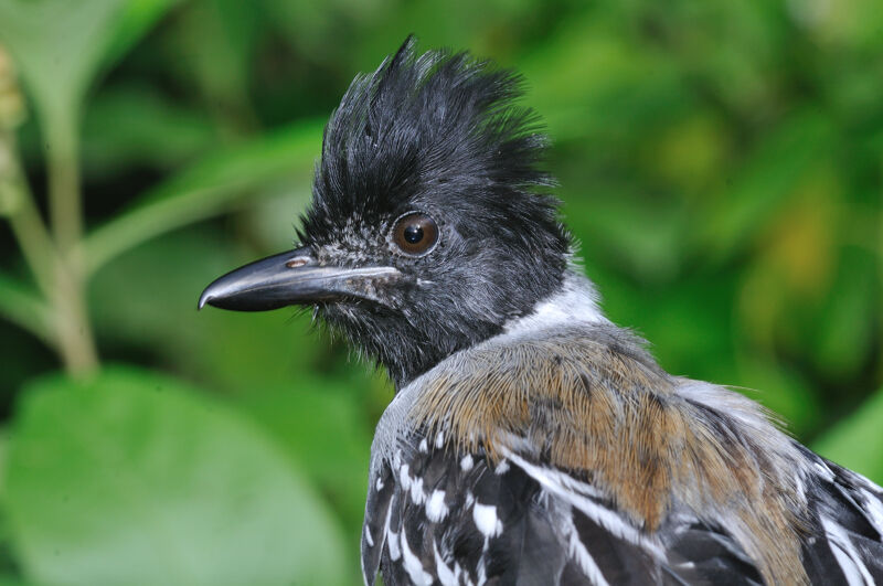 Black-crested Antshrike male adult