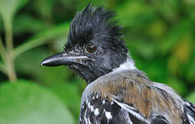 Black-crested Antshrike