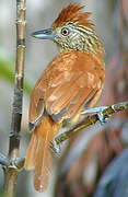 Barred Antshrike