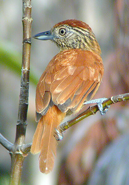 Barred Antshrike