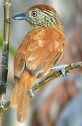 Barred Antshrike