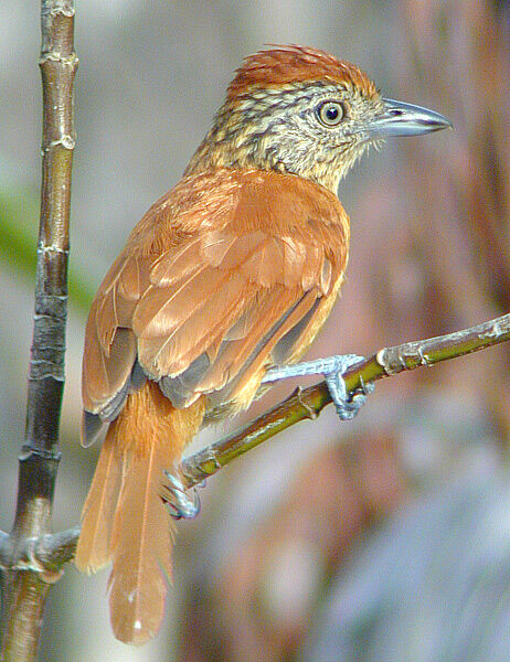 Barred Antshrike