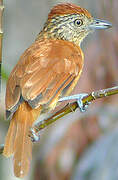 Barred Antshrike