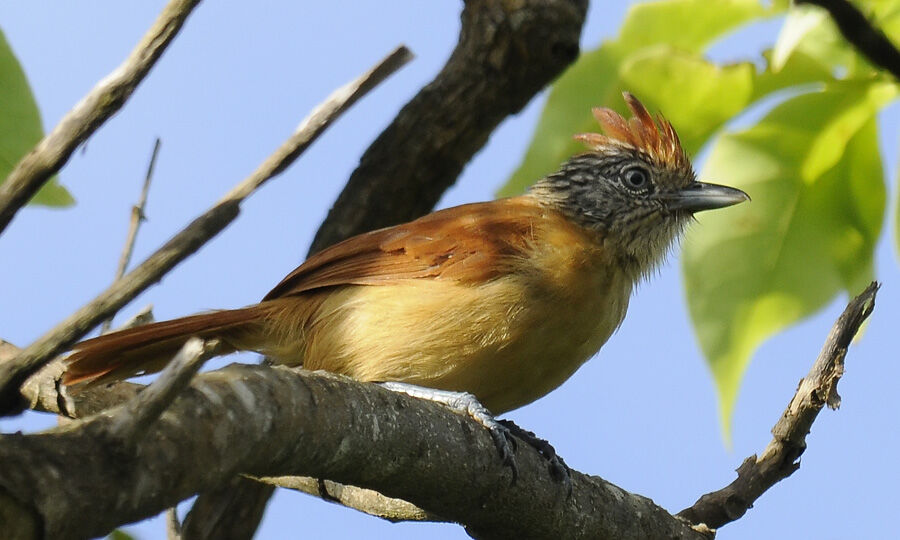 Barred Antshrike female adult