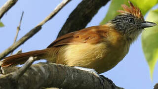 Barred Antshrike