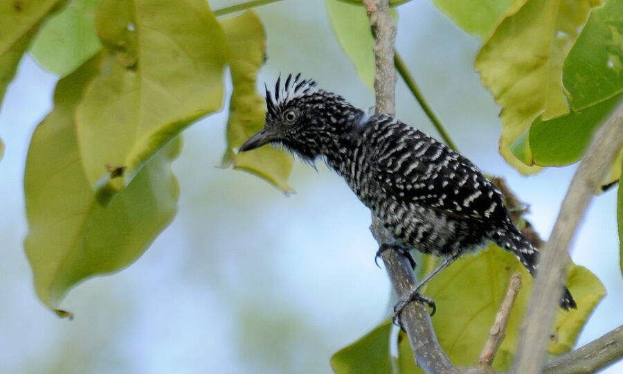 Barred Antshrike male adult