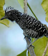 Barred Antshrike