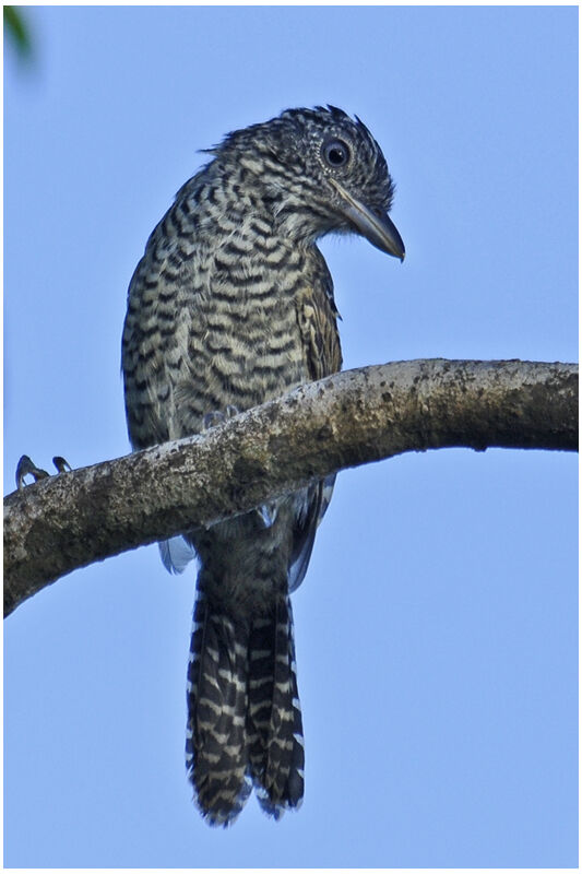 Barred Antshrike male immature