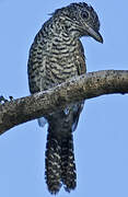 Barred Antshrike