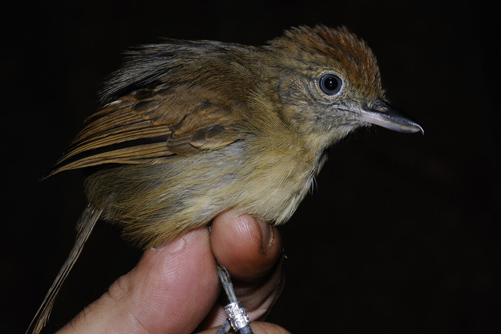 Mouse-colored Antshrike female adult