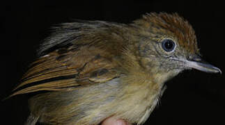 Mouse-colored Antshrike