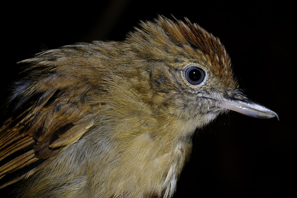 Mouse-colored Antshrike female adult