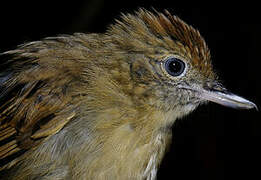 Mouse-colored Antshrike