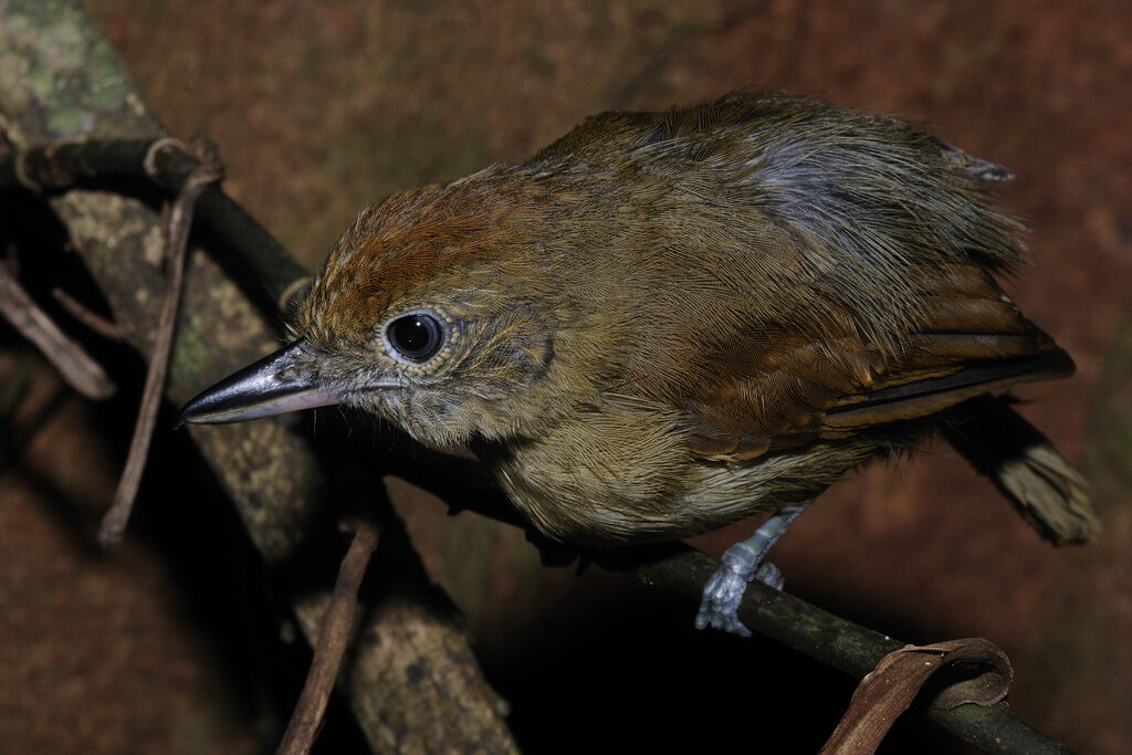 Mouse-colored Antshrike female adult