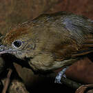 Batara souris