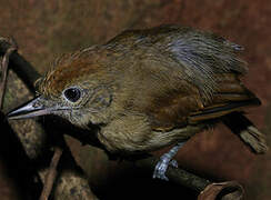 Mouse-colored Antshrike