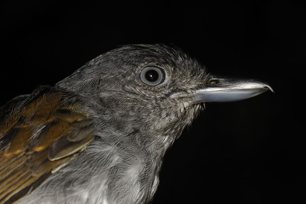 Mouse-colored Antshrike male